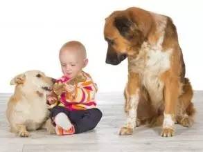 猎犬攻击宠物狗会怎么样