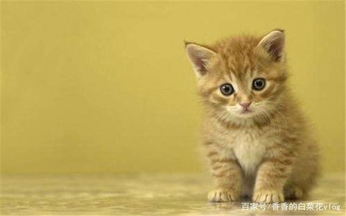 怎么在家自己做小宠物猫