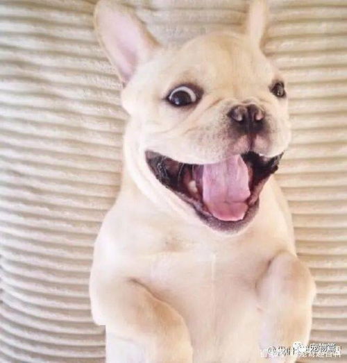 宠物狗怎么才能不容易臭