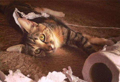 独居怎么养宠物猫