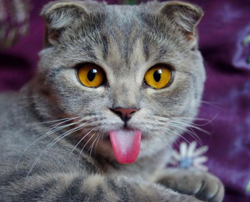 宠物猫怎么自己训练