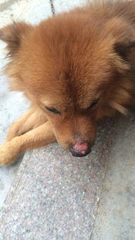 宠物狗鼻子蹭烂了怎么办