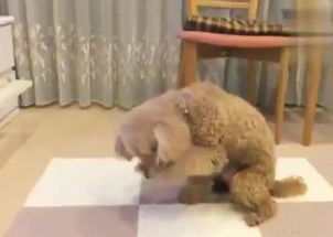 怎么养两个小宠物猫狗狗
