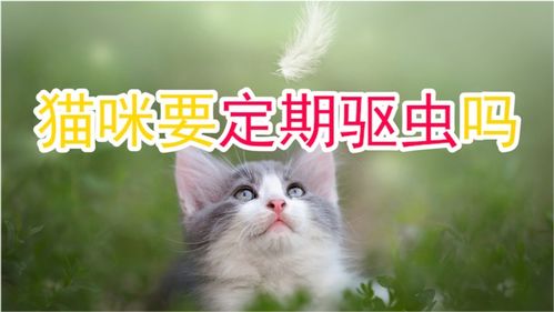 宠物猫怎么定期驱虫