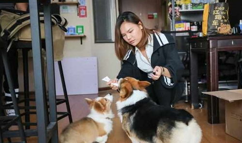 宠物狗怎么当模特玩的呢