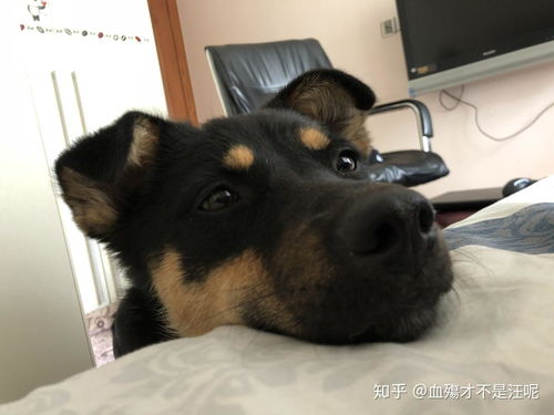 宠物狗怎么在宿舍养的好