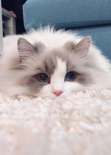 女孩子怎么在家养宠物猫