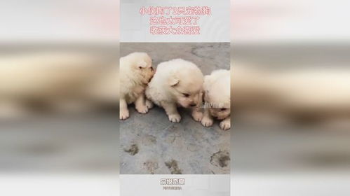 宠物狗太可爱怎么办呀