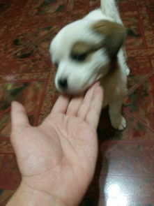 捡的宠物狗要怎么样养