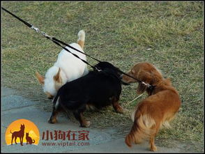 宠物狗怎么寄养比较好呢