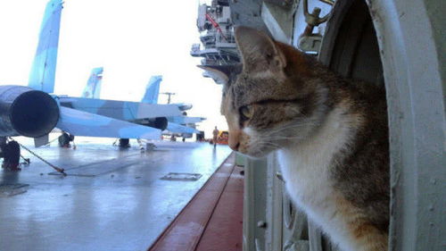 宠物猫军舰猫怎么养的