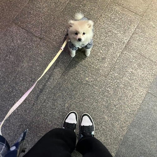 宠物狗绳子是怎么套的啊