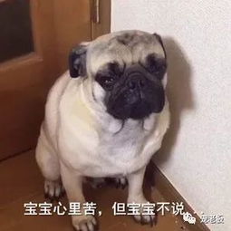 宠物店洗狗多少钱