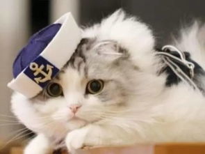 大龄猫怎么选宠物狗粮啊