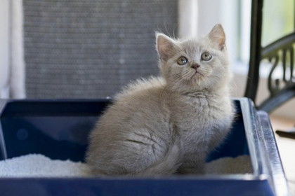 买宠物猫怎么选猫砂