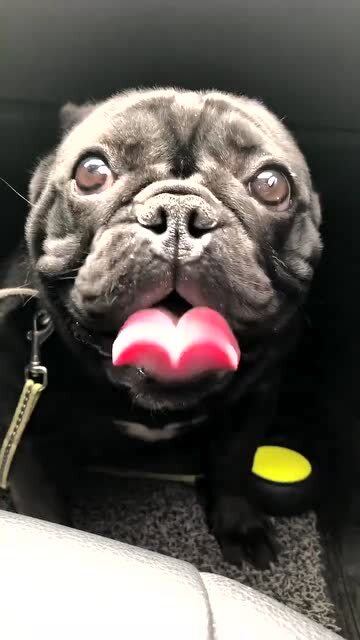 宠物狗吃了辣条怎么办啊