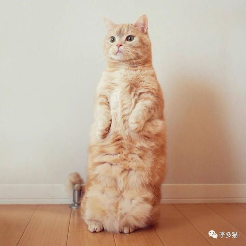 宠物猫笼怎么获得