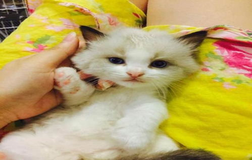 怎么征服宠物猫
