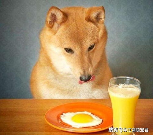 宠物狗吃鸡蛋黄会怎么样