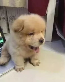 宠物狗的脚怎么剃掉的呢