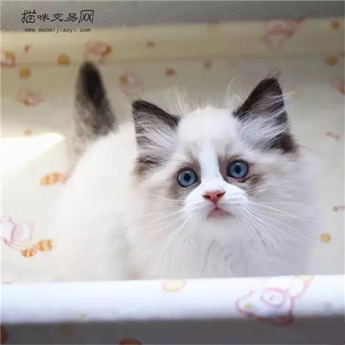 抱窝宠物猫布偶猫怎么养