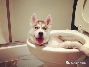 宠物狗睡床上尿尿怎么办