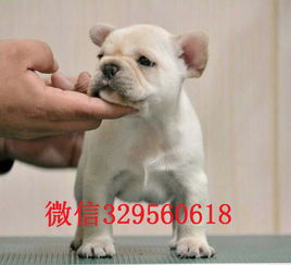 奶油法国斗牛犬多少钱