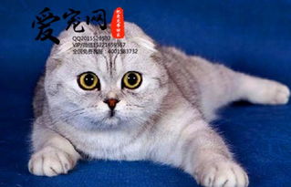 宠物猫上海自提怎么寄