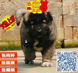 高加索犬多少钱一只