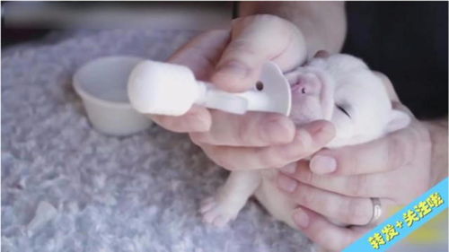 宠物狗幼崽怎么样喂奶的