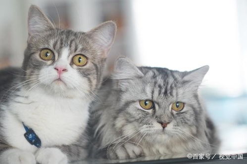宠物猫怎么亲人