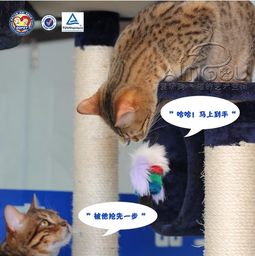 不想让宠物狗怀孕怎么办