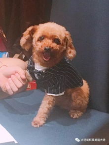 宠物狗走丢后惨状怎么办