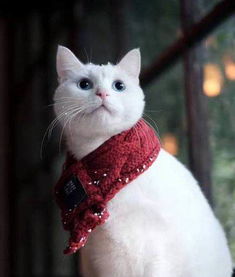 宠物猫怎么清洗卫生