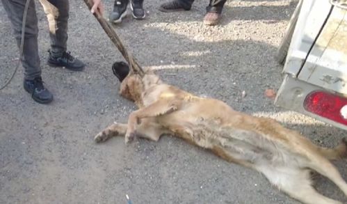 宠物狗被卖被打怎么办