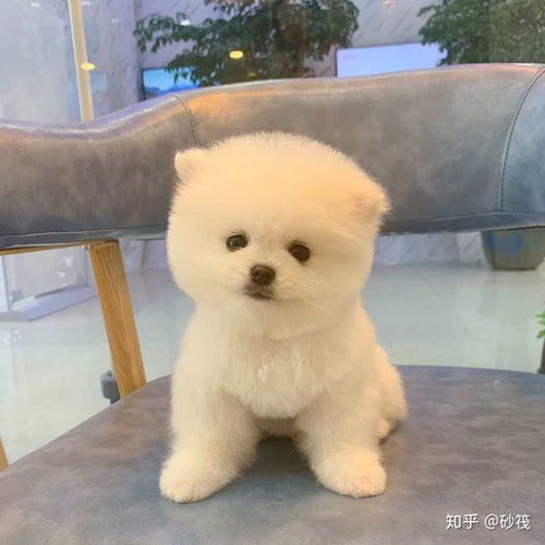 怎么能买到靠谱的宠物狗