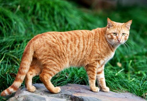 怎么圈养宠物猫