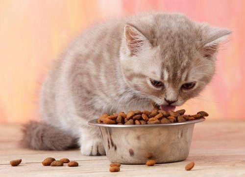 怎么帮助宠物猫消化