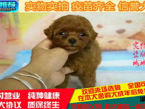 泰迪宠物狗怎么寄回家养