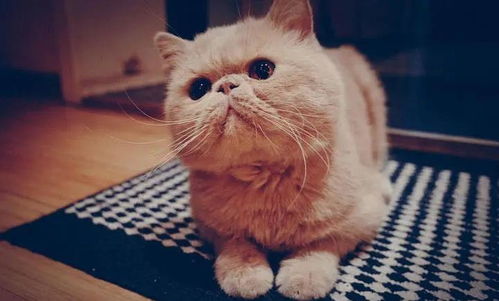 宠物猫怎么容易臭