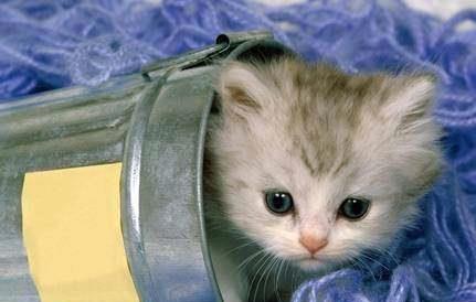 宠物猫肝脏受损怎么调理