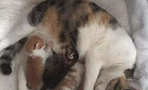 喂宠物猫鸡胸肉怎么做