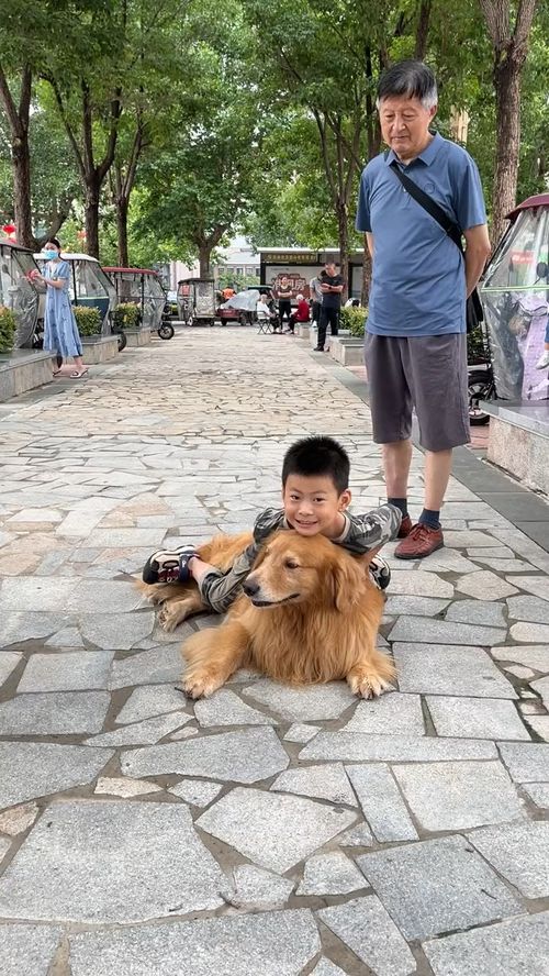 熊孩子摔宠物狗怎么办啊
