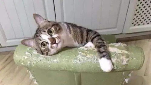 怎么养猫舒服宠物猫呢