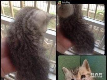 家里来了新宠物猫怎么办