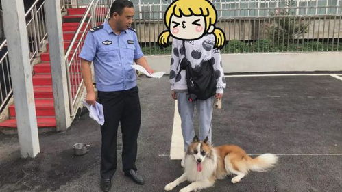 警察发现了宠物狗怎么办