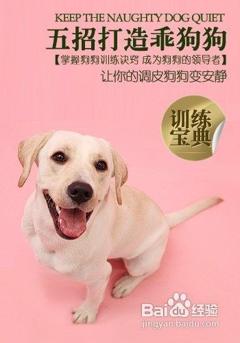 宠物狗训练不叫唤怎么办