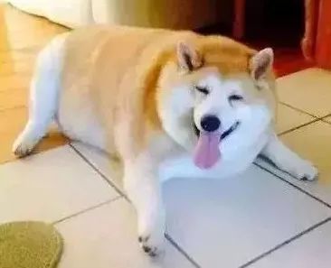 怎么给宠物狗喂胖一点呢