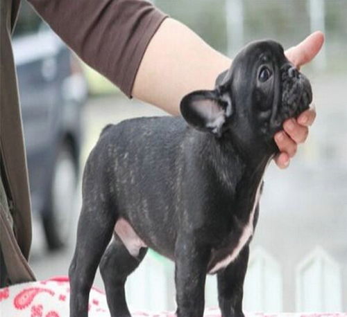 最贵的斗牛犬多少钱