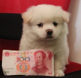 帮宠物狗起名字怎么起的